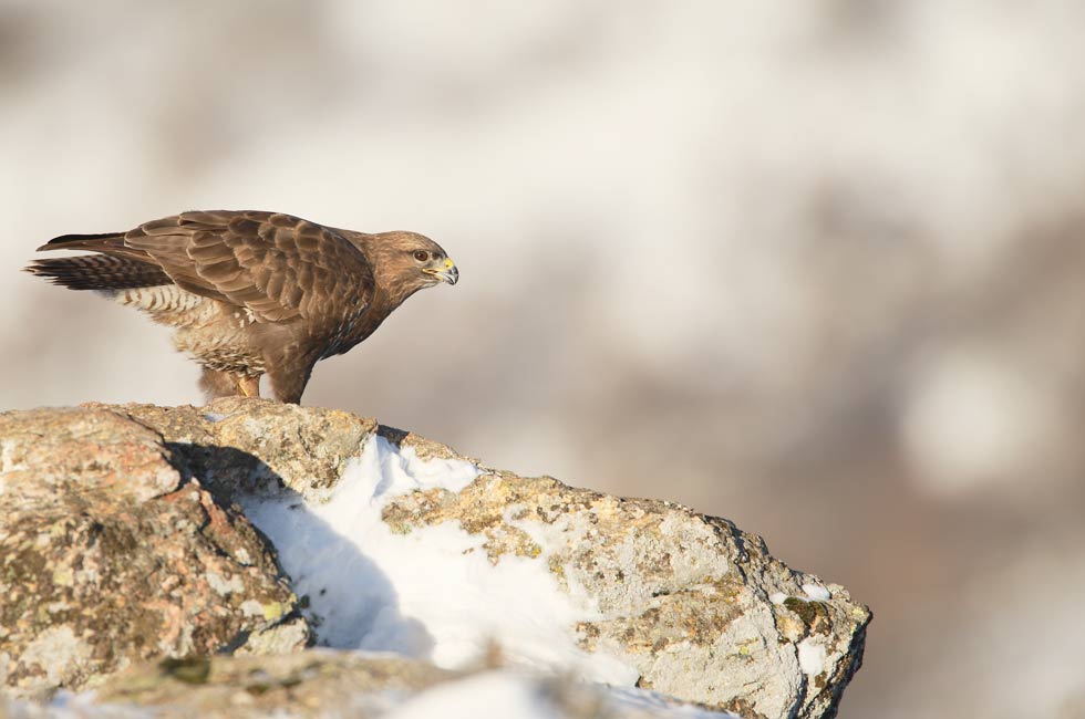 Foto tomada con una focal de 500 mm y con una FF